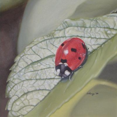 Ladybug